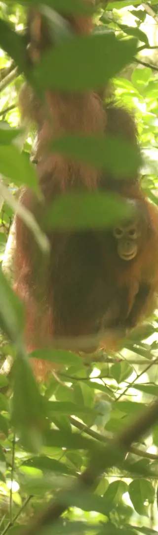 Ja, schon wieder Affen … aber nicht irgendwelche: Orang-Utans!